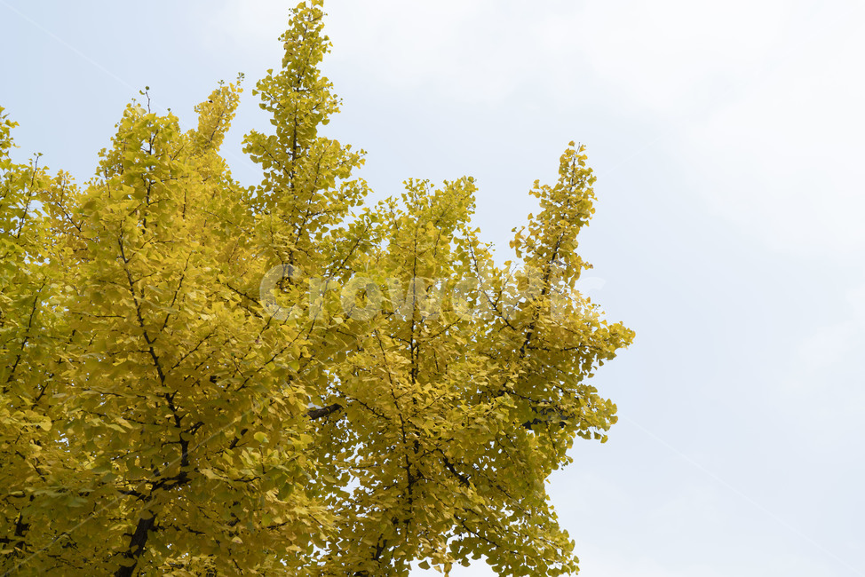 자연,가을,풀,은행나무,하늘,가을,계절,fall,autumn,season,tree,나무,plant,식물,larch,낙엽송
