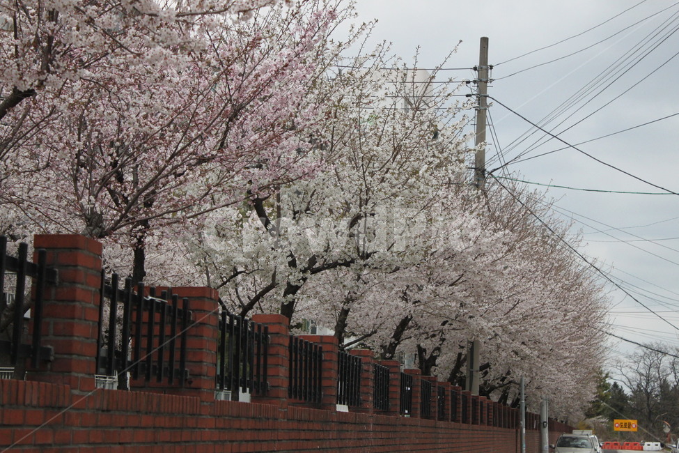 벚꽃,봄,담벼락,분홍색,흰색,봄,계절,spring,season,plant,식물,blossom,꽃,cherry blossom,flower