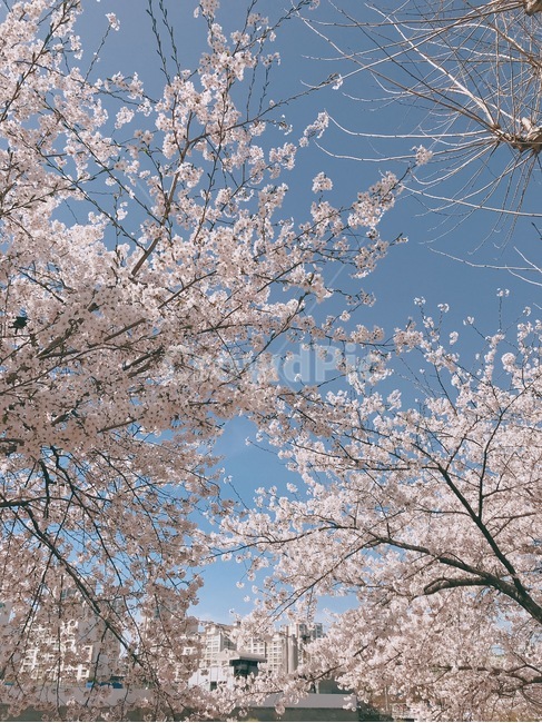 봄,벚꽃,자연,spring,계절,봄,계절,spring,season,plant,식물,flower,꽃,blossom
