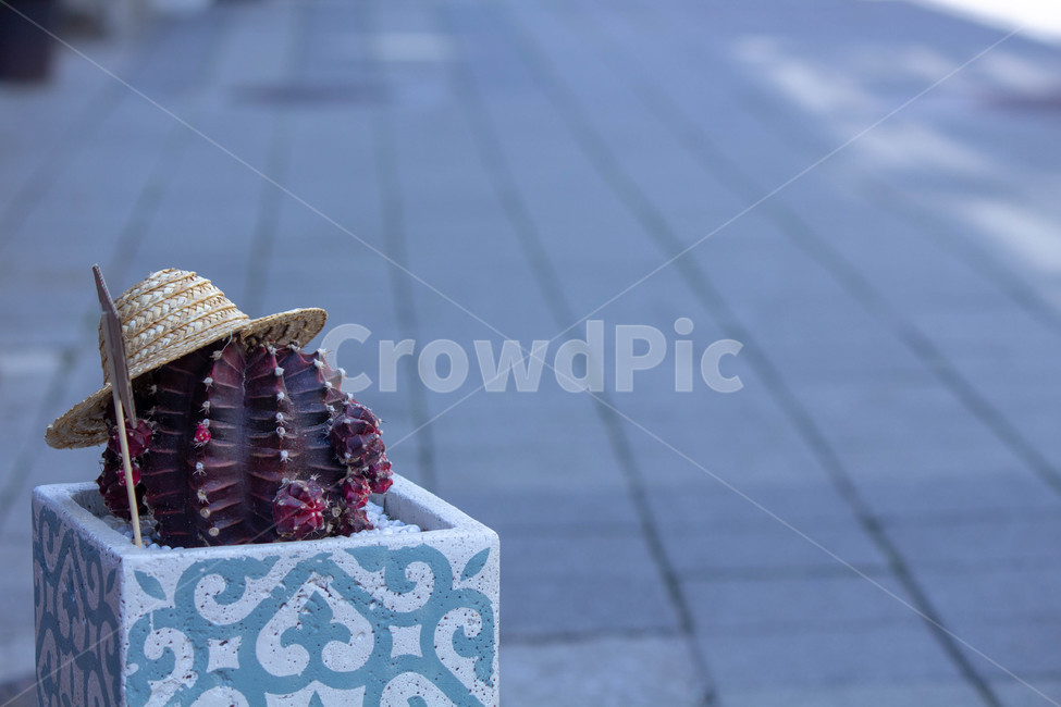 선인장,밀집모자,거리,화분,걷다,식물,자연,plants,nature