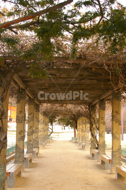 겨울,풍경,초겨울,pergola,페르골라,덩쿨,나무