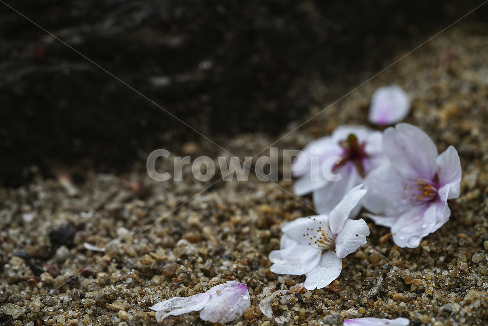 벚꽃,꽃,계절,봄,봄꽃,플라워,flower,날씨,화이트,흰색,하얀색,생명,생물