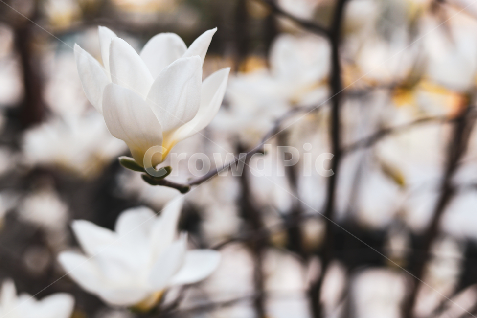 blossom,petal,꽃잎,flower,꽃,plant,식물,목련나무,흰꽃,꽃,flower
