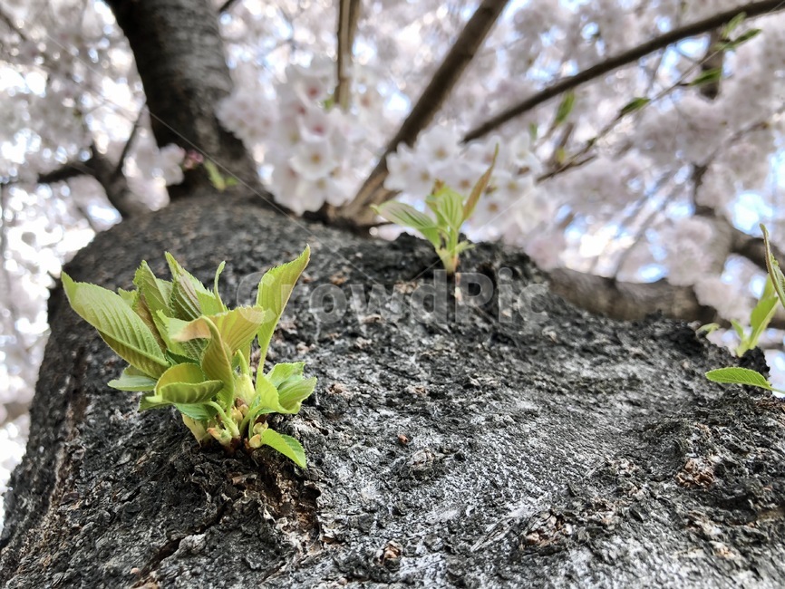 새싹,봄,잎새,생명,초록,초록색,따뜻함,맑음,화창함,식물,자연,plants,nature
