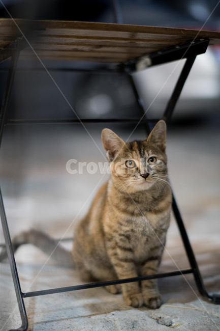 고양이,길냥이,코숏,도도,귀여움,동물,animal,포유류,mammal,고양이,cat,kitten,kitty