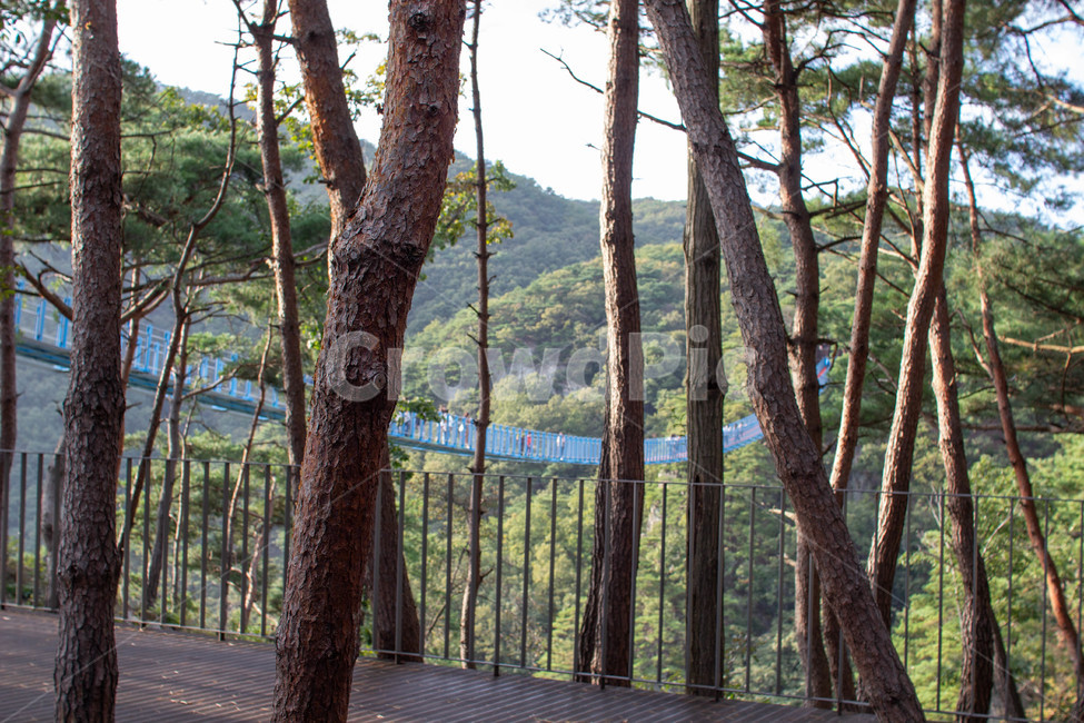 다리,강,강물,숲,길,휴가,한국,tree,나무,plant,경치,옥외,풍경,landscape,출렁다리,가을,하늘,교통,transportation