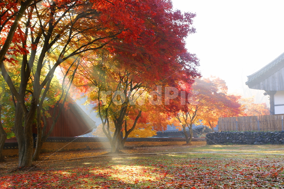 마곡사,단풍,풍경,사찰,가을,유네스코,가을,계절,fall,autumn,season,자연,풍경,nature,landscape,tree,나무,plant,식물,maple