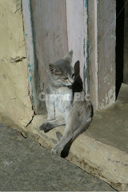 고양이,Cat,동물,Animal,야생고양이,Wildcat,포유류,동물,animal,포유류,mammal,고양이,cat,kitten,kitty