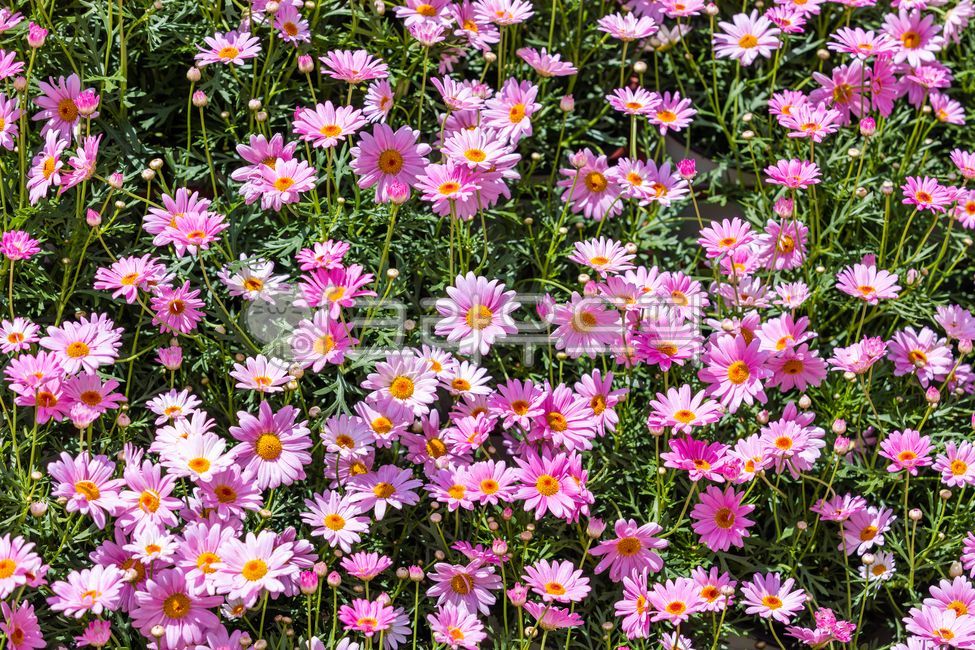 봄,목마가렛,마리거트,보라색,꽃잎,꽃,초록색,줄기,잎,국화과,마리거트속,다년생식물,여러해살이풀,식물,자연,야외,따뜻한,햇살,원예,원예품종,꽃밭,화단,argyranthemumfrutescens,marguerite,margueritedaisy,parisdaisy,purple,petal,flower,leaf,astergenus,perennialplant,plant,sunlight,spring,red,petals,flowers,green,stems,leaves,asteraceae,perennials,plants,nature,outdoor,warm,sunshine,gardening,flowergarden,flowerbed