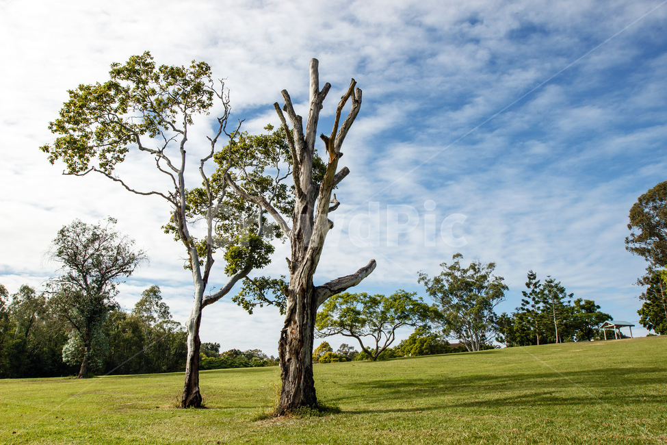 나무,들판,하늘,잔디,tree,sky,field,grass