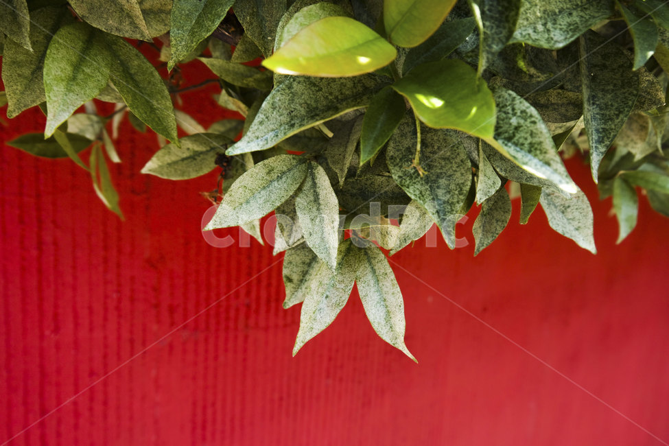색감,빨강,빨간벽,벽,잎,푸른색,red,wall,green,leaf,빨간색,칼라,color,plant,식물