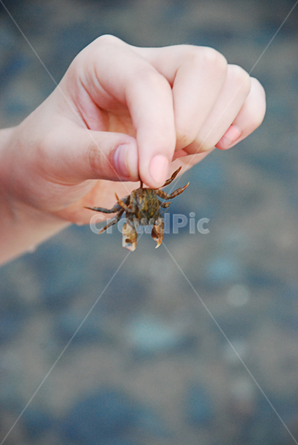 바다,갯벌,게,sea,아기게,어린시절,추억,자연,nature,crab,꽃게,수산물,해산물,fishery products,seafood