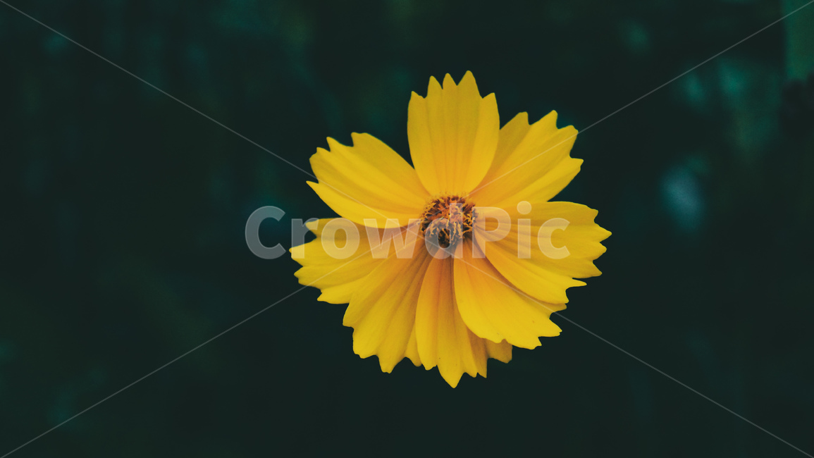 plant,식물,노랑꽃,금계국,노랑색,꽃,자연,식물,자연,plants,nature,꽃,flower