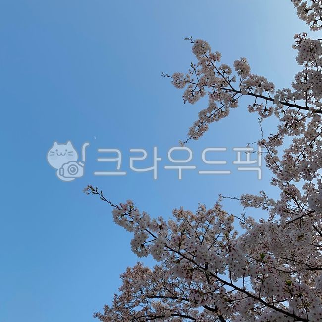 봄, 하늘, 자연, 풍경, 벚꽃, 사진,이미지,일러스트,캘리그라피 - 사진조아아작가