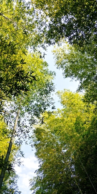 nature,자연,solarrain,햇빛,walking,산책,풀,green,river,강가,대나무,나무,tree