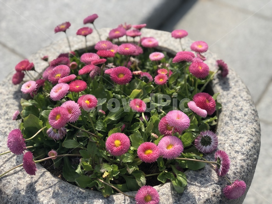 화단,공원,산책,접사,아웃포커싱,꽃,식물,인테리어,flowers