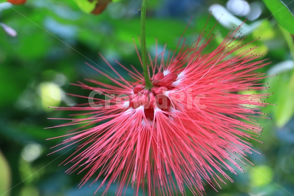 접사,꽃,열대,flower,꽃사진,식물,자연,plants,nature,꽃,flower