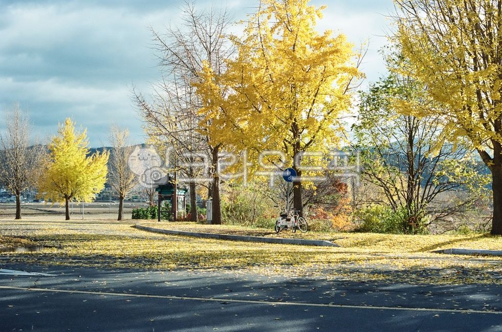 Plant,Autumn,Gyeongbuk,Gyeongjusi,Tree,Unification Exhibition,Gyeongju,Ginkgo Tree,Maple