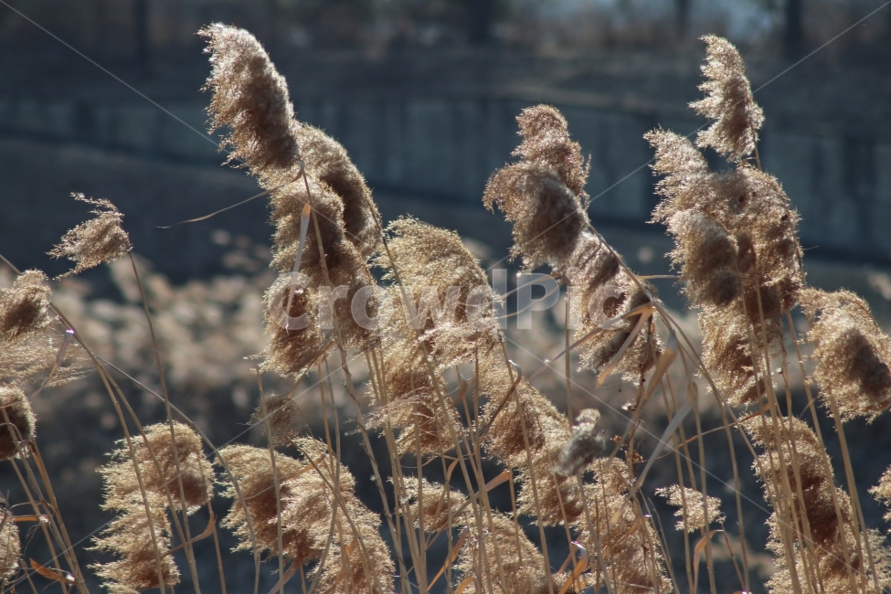갈대,안양천,겨울,겨울바람,풍경,겨울,계절,winter,season,식물,자연,plants,nature