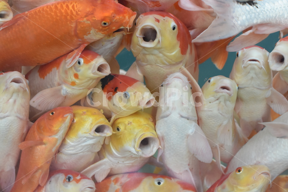 잉어,물고기,비단잉어,알록달록,동물,어류,연못,자연,동물,animal,어류,물고기,fish