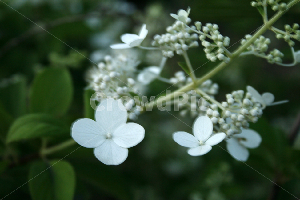 분꽃나무,식물,flower,plants,nature,꽃,꽃봉오리,식물,자연,plants,nature,꽃,flower