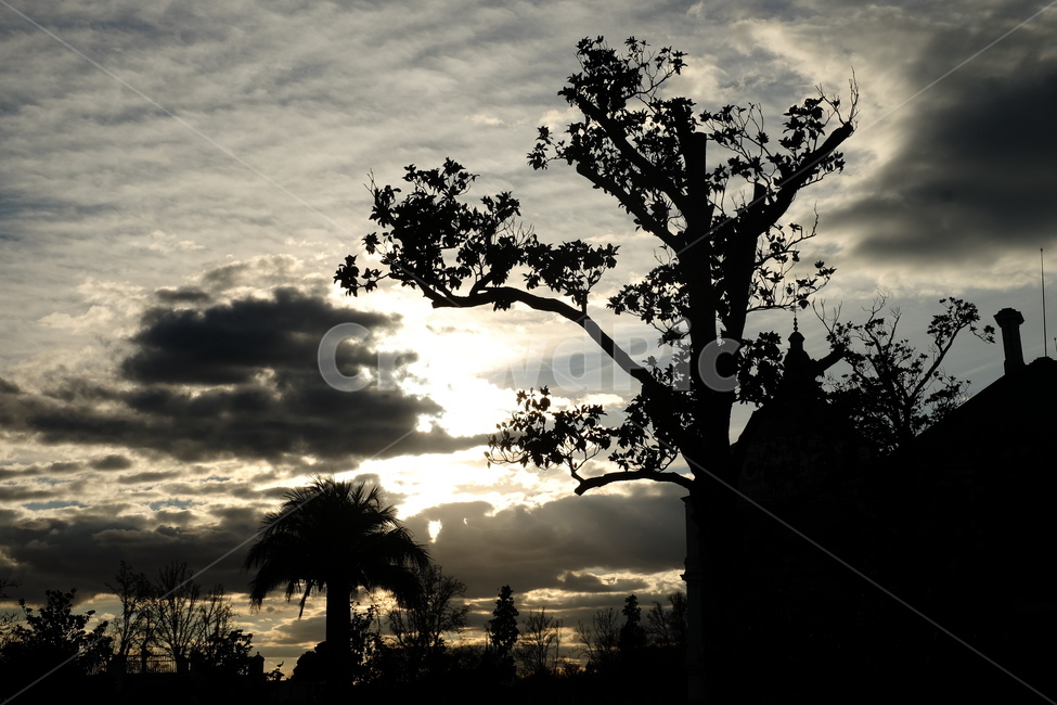 나무,노을,구름,햇살,자연,자연,풍경,nature,landscape,실루엣,그림자,silhouette,shadow,tree,plant,식물,sunlight,햇빛