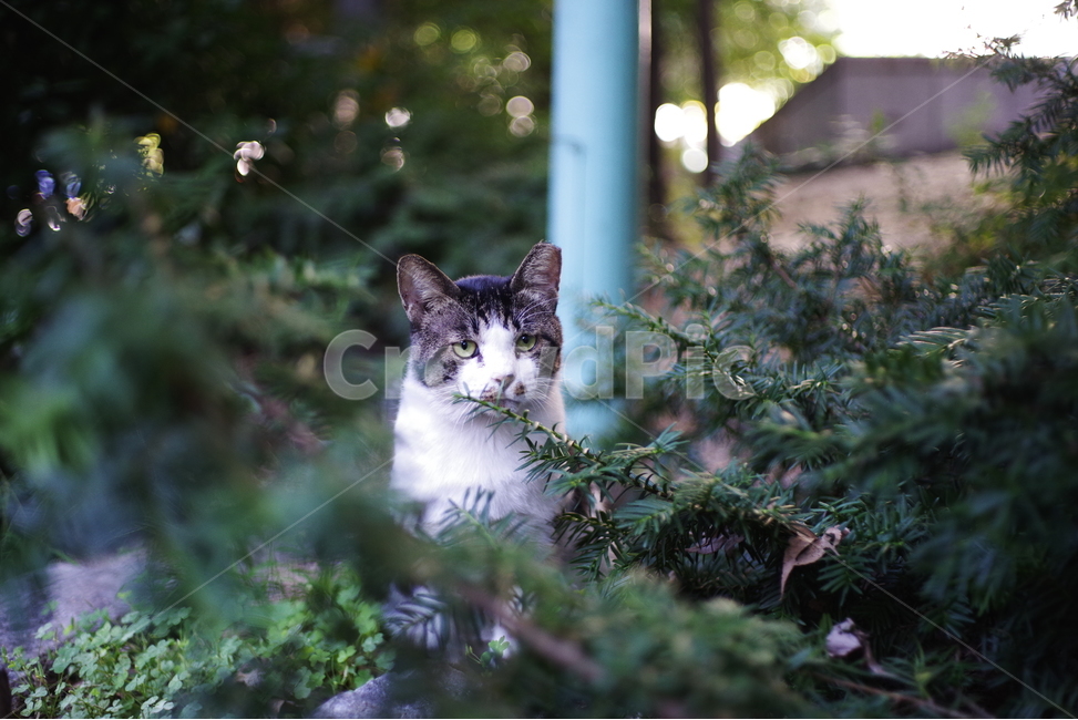 고양이,길고양이,동물,길냥이,애완동물,생명,자연,미묘,야생동물,cat,kitty,kitten,cute,lovely,adorable,pet,animal,streetcat,straycat,wildcat,wild,동물,animal,포유류,mammal,고양이,cat,kitten,kitty