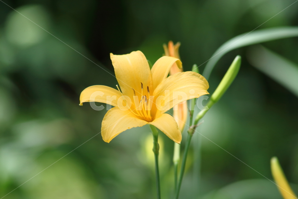 원추리,꽃,여름,원추리꽃,daylily,백합과