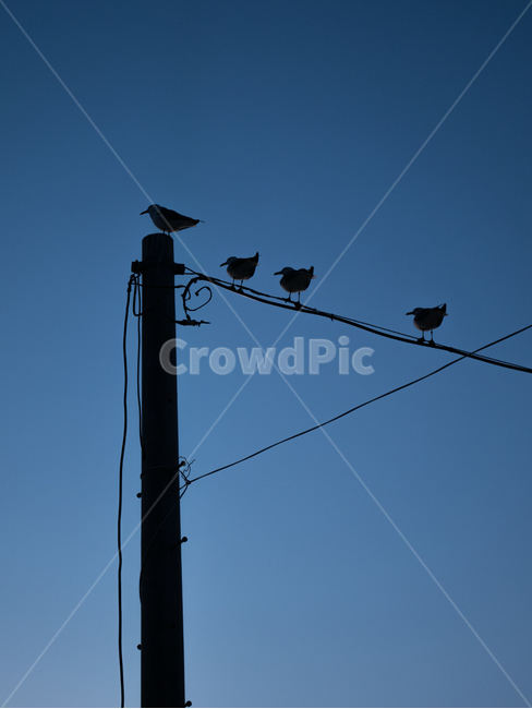 전봇대,전신주,기둥,새,갈매기,하늘,역광,솟대,깃발,동물,animal,조류,새,birds,실루엣,그림자,silhouette,shadow