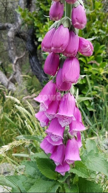 꽃,식물,자연,방울꽃,보라색방울꽃