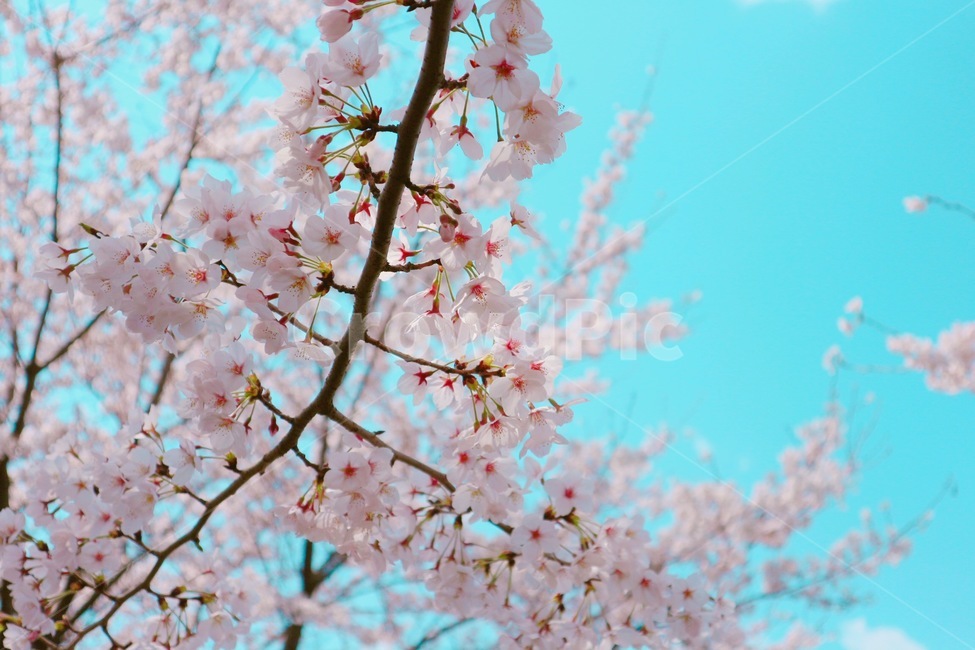 blossom,식물,꽃,flower,벚꽃,cherryblossom