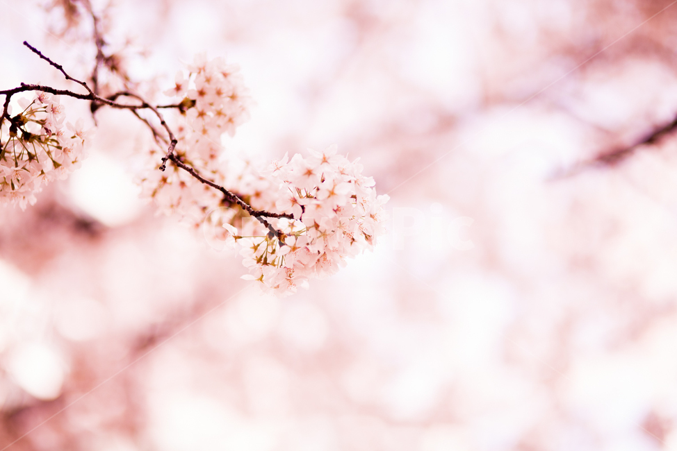 벚꽃,꽃,봄,추억,spring