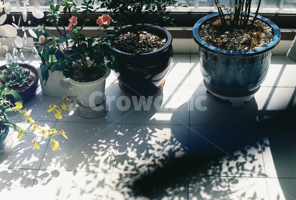 화분,햇살,배란다,그림자,감성사진,필름사진,식물,자연,plants,nature,실내용화초,화분,화초,house plant,감성,sensible,feeling