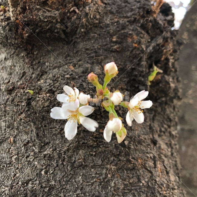 나무,벚꽃,봄,봄냄새,근접,근접봄,봄,계절,spring,season,식물,자연,plants,nature,꽃,flower,plant