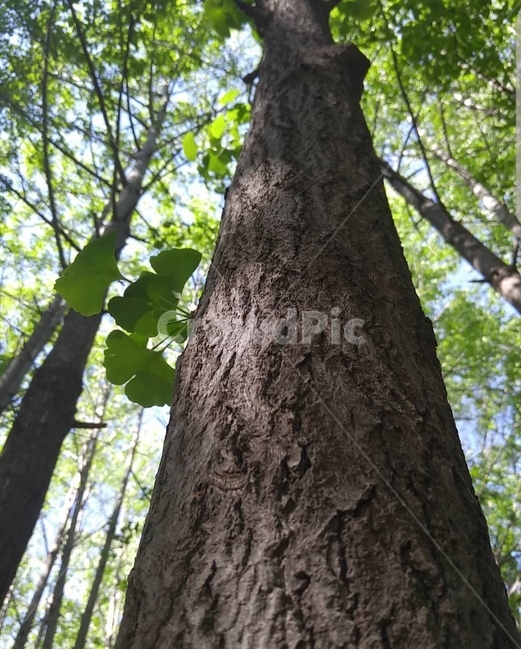 나무,초록색,은행잎,서울숲,자연,tree,green