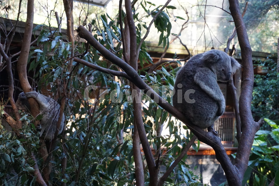 코알라,나무,유칼립투스,호주,잠,koala,tree,eucalyptus,australia,sleepy,동물,animal,포유류,mammal