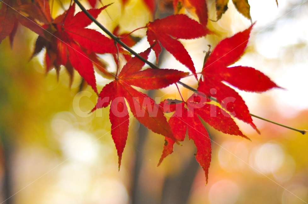 가을,워커힐,길,단풍잎,단풍나무,단풍,붉은색,나뭇잎,autumn,road,street,mapletrees,mapleleaves,red,color,maple,가을,계절,fall,autumn,season,식물,자연,plants,nature,감성,sensible,feeling,색깔,색상,색채,색감,color sense,color sensitivity,feeling of color,plant,leaf,잎,tree,나무