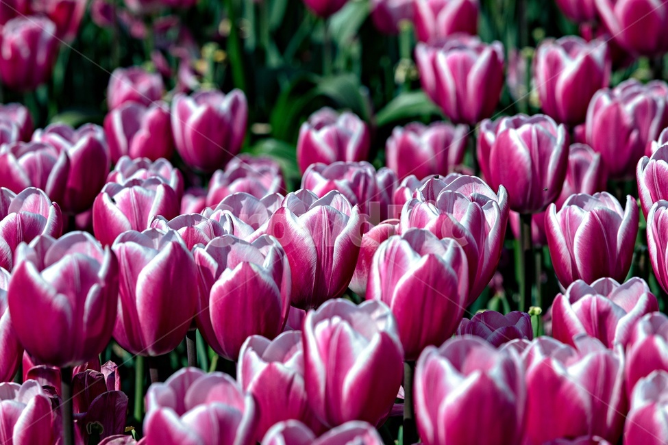 꽃,튤립,자연,식물,플라워,flower