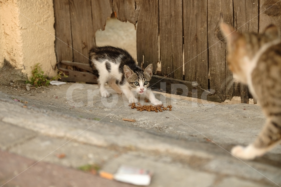 고양이,길고양이,아깽이,새끼,새끼고양이,귀여움,경계,동물,animal,포유류,mammal,고양이,cat,kitten,kitty