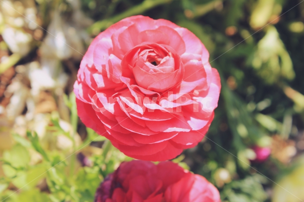 꽃,분홍꽃,자연풍경,자연,감성사진,힐링사진,힐링,식물,자연,plants,nature,꽃,flower,감성,sensible,feeling