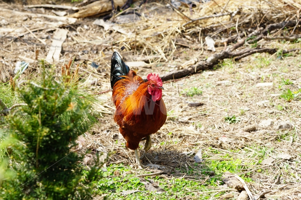 닭,조류,동물,chicken,수탉,암탉,새,bird,animal,생명,풍경,landscape,자연,nature,움직임,이동,걸음,뒤뚱뒤뚱,기웃기웃,닭띠,닭의해,치킨,육류,고기,닭고기,스냅,snap,양계장,목축업,가축,동물,animal,조류,새,birds