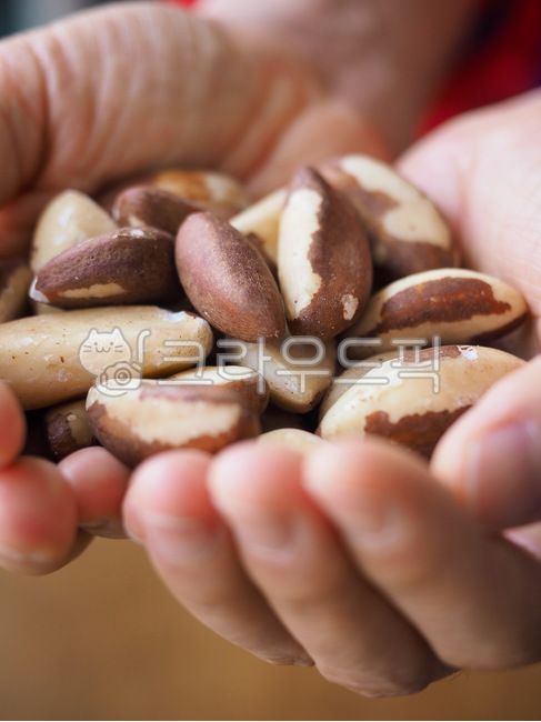 브라질너트,견과류,웰빙,음식,유기농,배경,웰빙음식,너트,background,wellnessfood,nut,brazilnut,nuts,wellbeing,food,organic,갈색,요리재료,자연식품,brown,cookingingredients,naturalfood,손,사람손,hand,humanhand,음식,식재료,요리,food,cook,meal,dishes,food reserves,콩류,견과류,beans,pulse,nuts,dry fruits
