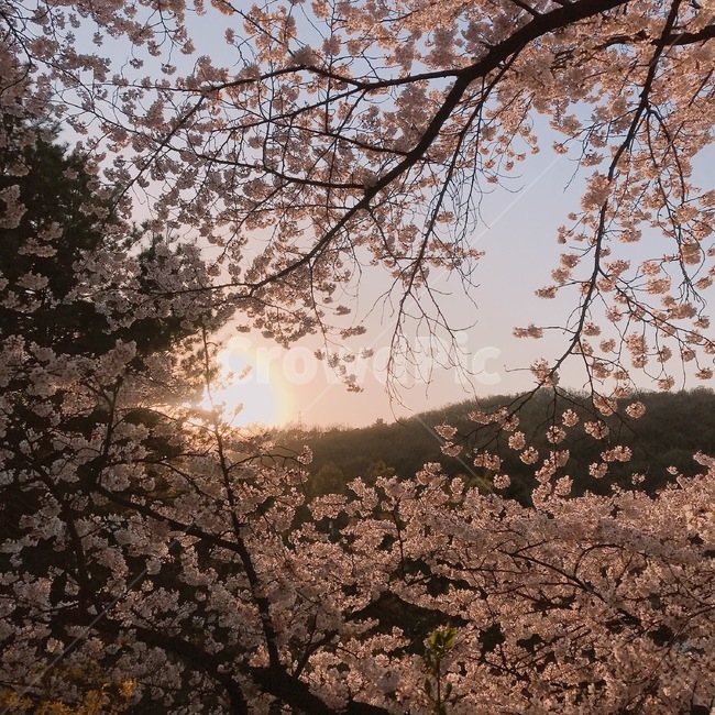 벚꽂,산,해,풍경,자연풍경,꽃
