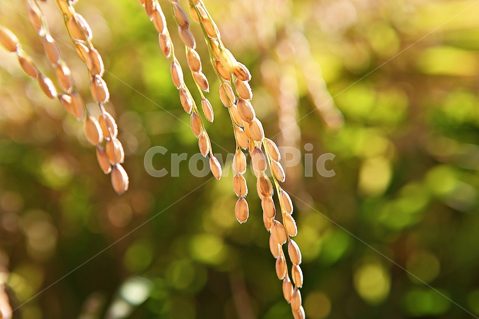 벼,이삭,쌀,곡식,추수,가을,먹거리,식물,자연,논,수확,가을,계절,fall,autumn,season,곡류,곡식,cereals,농업,농사,agriculture,farming,farming industry,plant,tree,나무