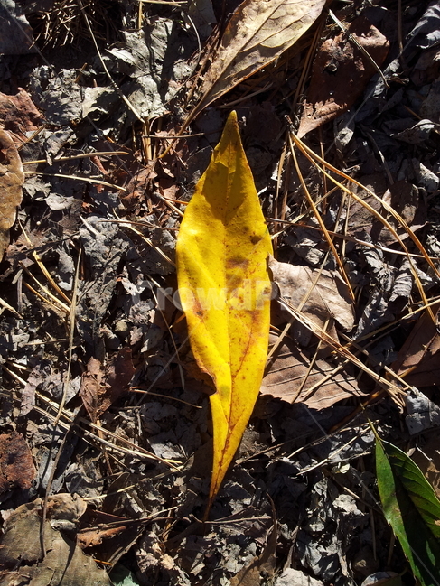 단풍,엽록소,식물,가을,redleaves,가을,계절,fall,autumn,season,식물,자연,plants,nature,plant,leaf,잎,ground,바닥