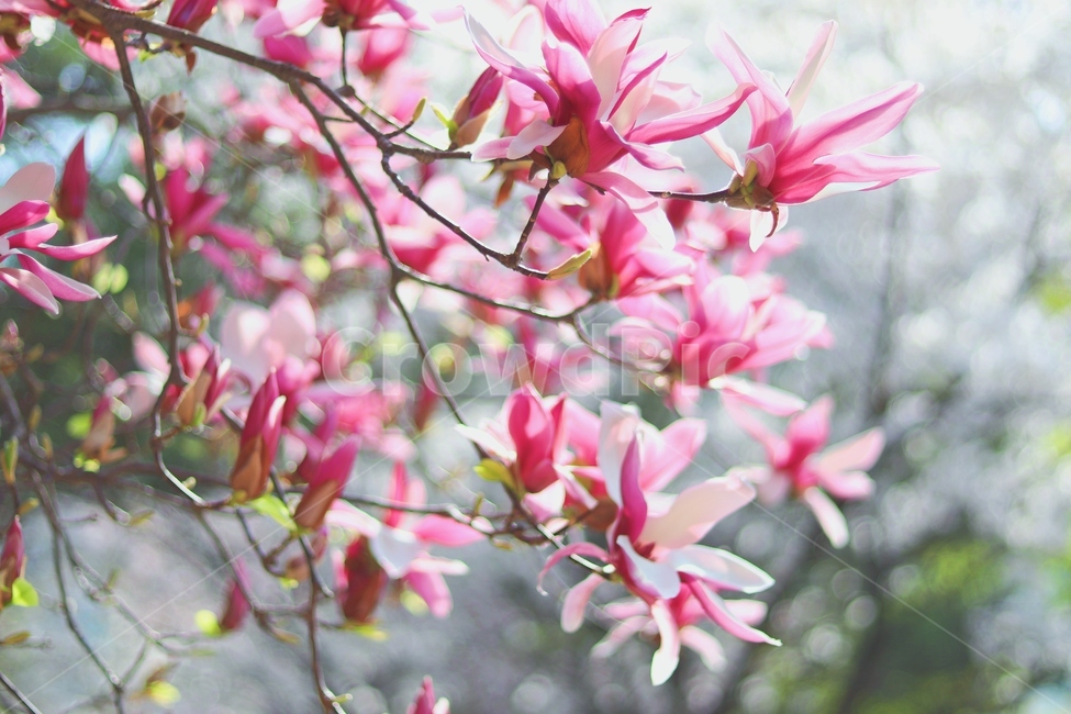 자목련,목련,magnolia,꽃,flower,bloom,봄,빛