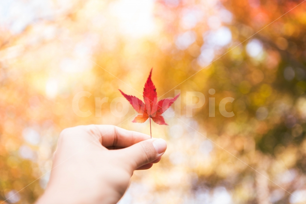 단풍나무,단풍잎,손,가을,감성사진,여행,힐링,인물,maple,fall,feeling,식물,가을,계절,fall,autumn,season,식물,자연,plants,nature,사람,인물,인간,human,person,신체일부,몸,body,감성,sensible,feeling,plant,leaf,잎,tree,나무