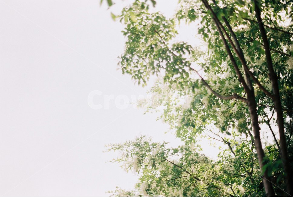 나무,초록색,나뭇잎,햇살,하늘,자연,햇빛,휴식,green,tree,힐링,배경,여백