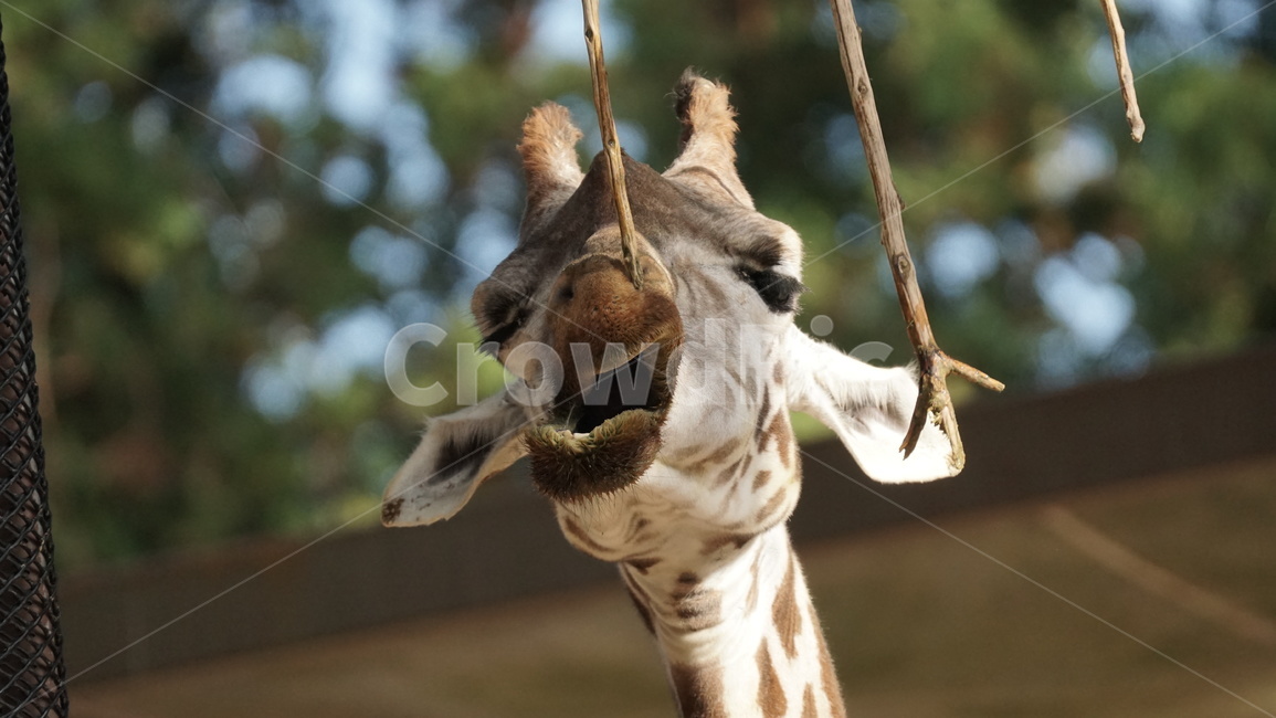 giraffe,기린,animal,동물,mammal,포유류,wildlife,야생동물,동물원,키큰동물,동물,animal,포유류,mammal