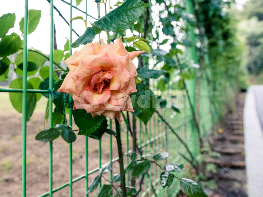 봄,꽃,향기,산책,flower,장미,rose,식물,자연,plants,nature,꽃,flower